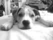 Maxcotea | Foto de India - Perro, Raza: American Pit Bull Terrier
 | India | Maxcotea, Adopción de mascotas. Adopción de perros. Adopción de gatos.