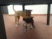 Maxcotea | Foto de India - Perro, Raza: American Pit Bull Terrier
 | India | Maxcotea, Adopción de mascotas. Adopción de perros. Adopción de gatos.