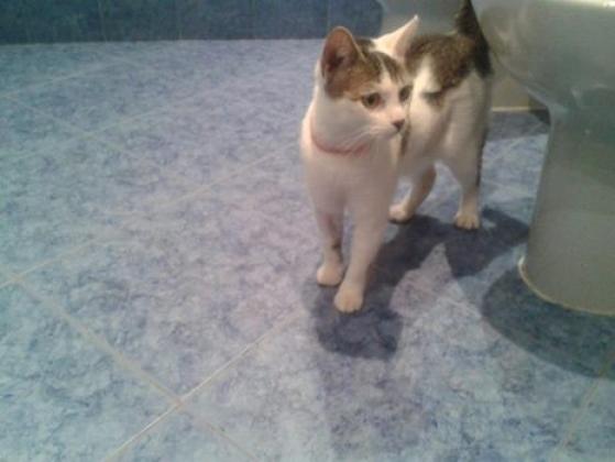 Maxcotea | Foto de IRIS - Gato, Raza: Abisinio
 | Maxcotea, Adopción de mascotas. Adopción de perros. Adopción de gatos.