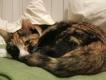 Maxcotea | Foto de MANCHAS  - Gato, Raza: Gato común europeo | MANCHAS  | Maxcotea, Adopción de mascotas. Adopción de perros. Adopción de gatos.