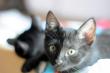 Maxcotea | Foto de BLAI EN ADOPCION - Gato, Raza: Otro | BLAI EN ADOPCION | Maxcotea, Adopción de mascotas. Adopción de perros. Adopción de gatos.