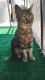 Maxcotea | Foto de Hada - Gato, Raza: Gato común europeo | Hada. | Maxcotea, Adopción de mascotas. Adopción de perros. Adopción de gatos.