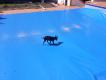 Maxcotea | Foto de Lisa - Perro, Raza: Pinscher Miniatura
 | Sobre la lona de la piscina | Maxcotea, Adopción de mascotas. Adopción de perros. Adopción de gatos.