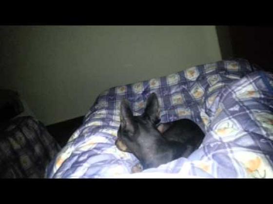 Maxcotea | Foto de Lisa - Perro, Raza: Pinscher Miniatura
 | Yendo a mi cama una noche. | Maxcotea, Adopción de mascotas. Adopción de perros. Adopción de gatos.