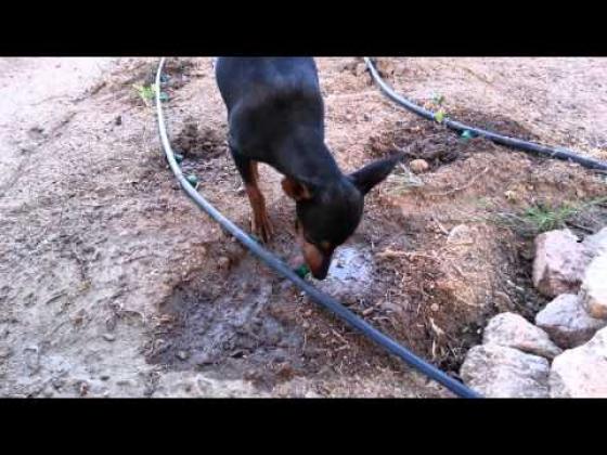 Maxcotea | Foto de Lisa - Perro, Raza: Pinscher Miniatura
 | Bebiendo del riego del huerto. | Maxcotea, Adopción de mascotas. Adopción de perros. Adopción de gatos.