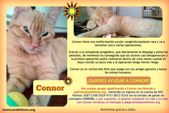 Maxcotea | Foto de Connor - Gato, Raza: Gato común europeo | Connor en adopción | Maxcotea, Adopción de mascotas. Adopción de perros. Adopción de gatos.