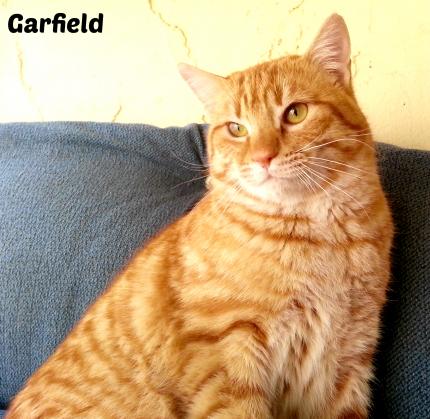 Maxcotea | Foto de Garfield - Gato, Raza: Gato común europeo | Maxcotea, Adopción de mascotas. Adopción de perros. Adopción de gatos.