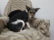 Maxcotea | Foto de Velvet - Perro, Raza: Otro | Velvet | Maxcotea, Adopción de mascotas. Adopción de perros. Adopción de gatos.