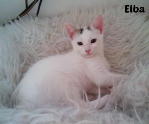 Maxcotea | Foto de Elba - Gato, Raza: Gato común europeo | Maxcotea, Adopción de mascotas. Adopción de perros. Adopción de gatos.
