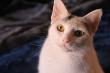 Maxcotea | Foto de Nayra - Gato, Raza: Gato común europeo | Nayra | Maxcotea, Adopción de mascotas. Adopción de perros. Adopción de gatos.