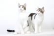 Maxcotea | Foto de Summer y Winter - Gato, Raza: Gato común europeo | Summer y Winter | Maxcotea, Adopción de mascotas. Adopción de perros. Adopción de gatos.