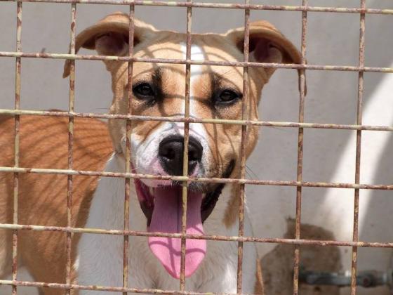 Maxcotea | Foto de Nº 141 HEMBRA X PITBULL CANELA - Perro, Raza: American Pit Bull Terrier
 | Maxcotea, Adopción de mascotas. Adopción de perros. Adopción de gatos.