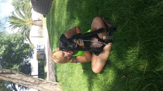 Maxcotea | Foto de Niki - Perro, Raza: American Pit Bull Terrier
 | Maxcotea, Adopción de mascotas. Adopción de perros. Adopción de gatos.