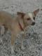 Maxcotea | Foto de Estrella - Perro, Raza: Chihuahua
 | Estrella | Maxcotea, Adopción de mascotas. Adopción de perros. Adopción de gatos.