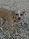 Maxcotea | Foto de Estrella - Perro, Raza: Chihuahua
 | Estrella | Maxcotea, Adopción de mascotas. Adopción de perros. Adopción de gatos.