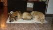 Maxcotea | Foto de Chiva - Perro, Raza: Pastor Aleman
 | Chiva | Maxcotea, Adopción de mascotas. Adopción de perros. Adopción de gatos.