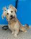 Maxcotea | Foto de Frida - Perro, Raza: Yorkshire terrier
 | Frida | Maxcotea, Adopción de mascotas. Adopción de perros. Adopción de gatos.