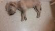 Maxcotea | Foto de Jefrey - Perro, Raza: Yorkshire terrier
 | Jefrey | Maxcotea, Adopción de mascotas. Adopción de perros. Adopción de gatos.