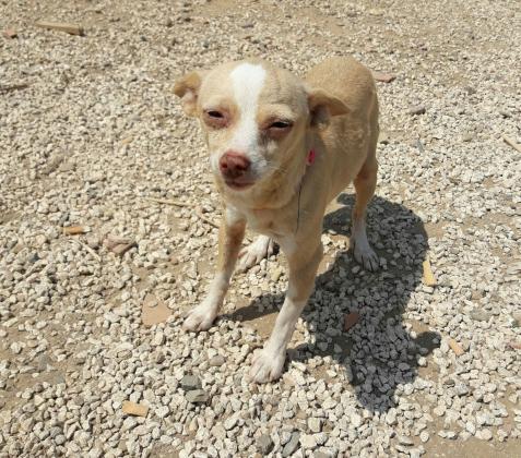 Maxcotea | Foto de Estrella - Perro, Raza: Chihuahua | Maxcotea, Adopción de mascotas. Adopción de perros. Adopción de gatos.