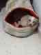 Maxcotea | Foto de Estrella - Perro, Raza: Chihuahua
 | estrellita | Maxcotea, Adopción de mascotas. Adopción de perros. Adopción de gatos.