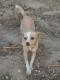 Maxcotea | Foto de Estrella - Perro, Raza: Chihuahua
 | estrellita | Maxcotea, Adopción de mascotas. Adopción de perros. Adopción de gatos.