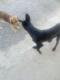 Maxcotea | Foto de drake - Perro, Raza: Otro | Drake | Maxcotea, Adopción de mascotas. Adopción de perros. Adopción de gatos.