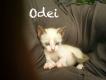 Maxcotea | Foto de Odei(ADOPTADO) - Gato, Raza: Siames
 | Odei en adopción | Maxcotea, Adopción de mascotas. Adopción de perros. Adopción de gatos.