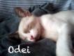 Maxcotea | Foto de Odei(ADOPTADO) - Gato, Raza: Siames
 | Odei en adopción | Maxcotea, Adopción de mascotas. Adopción de perros. Adopción de gatos.