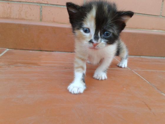 Maxcotea | Foto de Mini - Gato, Raza: Abisinio
 | Fotos de Mini | Maxcotea, Adopción de mascotas. Adopción de perros. Adopción de gatos.