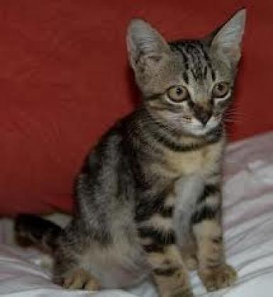 Maxcotea | Foto de Tigresa - Gato, Raza: Gato común europeo | Maxcotea, Adopción de mascotas. Adopción de perros. Adopción de gatos.