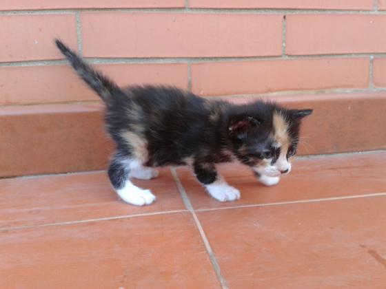 Maxcotea | Foto de Botas - Gato, Raza: Abisinio
 | Maxcotea, Adopción de mascotas. Adopción de perros. Adopción de gatos.