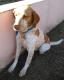 Maxcotea | Foto de África - Perro, Raza: Epagneul breton
 | África | Maxcotea, Adopción de mascotas. Adopción de perros. Adopción de gatos.