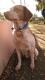 Maxcotea | Foto de África - Perro, Raza: Epagneul breton
 | África | Maxcotea, Adopción de mascotas. Adopción de perros. Adopción de gatos.