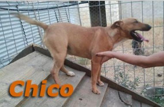 Maxcotea | Foto de Chico - Perro, Raza: Bull Terrier
 | Chico | Maxcotea, Adopción de mascotas. Adopción de perros. Adopción de gatos.