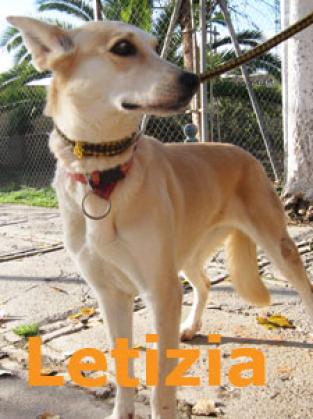 Maxcotea | Foto de Letizia - Perro, Raza: Husky Siberiano
 | Letizia | Maxcotea, Adopción de mascotas. Adopción de perros. Adopción de gatos.