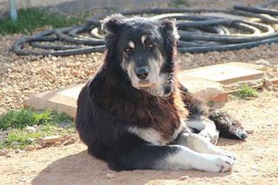 Maxcotea | Foto de Bronco - Perro, Raza: Otro | Maxcotea, Adopción de mascotas. Adopción de perros. Adopción de gatos.