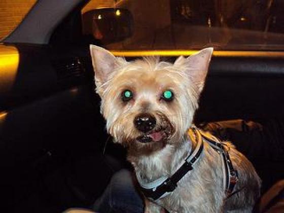 Maxcotea | Foto de Duna - Perro, Raza: Yorkshire terrier
 | Maxcotea, Adopción de mascotas. Adopción de perros. Adopción de gatos.