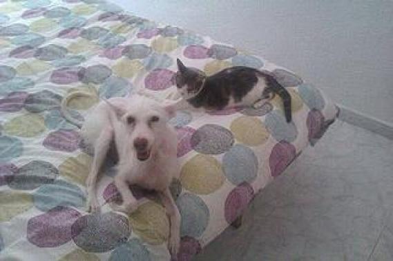 Maxcotea | Foto de Milka - Perro, Raza: Otro | Maxcotea, Adopción de mascotas. Adopción de perros. Adopción de gatos.