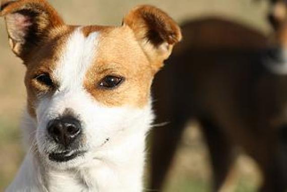 Maxcotea | Foto de Roger - Perro, Raza: Jack Russell Terrier
 | Maxcotea, Adopción de mascotas. Adopción de perros. Adopción de gatos.