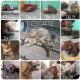 Maxcotea | Foto de General - Gato, Raza: Abisinio
 | General | Maxcotea, Adopción de mascotas. Adopción de perros. Adopción de gatos.