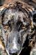 Maxcotea | Foto de Zeus - Perro, Raza: Sin Raza o Mestizos
 | Album de Zeus | Maxcotea, Adopción de mascotas. Adopción de perros. Adopción de gatos.