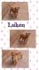 Maxcotea | Foto de Luken - Perro, Raza: Otro | Luken | Maxcotea, Adopción de mascotas. Adopción de perros. Adopción de gatos.