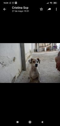 Maxcotea | Foto de Vega - Perro, Raza: Otro | Vega.  | Maxcotea, Adopción de mascotas. Adopción de perros. Adopción de gatos.