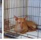 Maxcotea | Foto de Baxter - Perro, Raza: Podenco Ibicenco
 | Baxter | Maxcotea, Adopción de mascotas. Adopción de perros. Adopción de gatos.