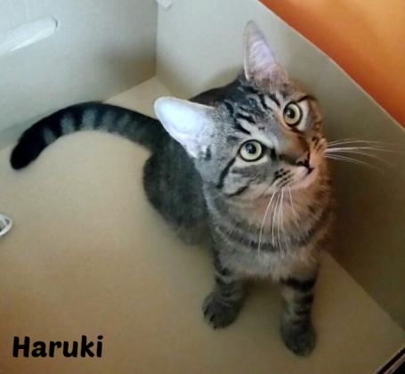 Maxcotea | Foto de Haruki - Gato, Raza: Gato común europeo | Maxcotea, Adopción de mascotas. Adopción de perros. Adopción de gatos.