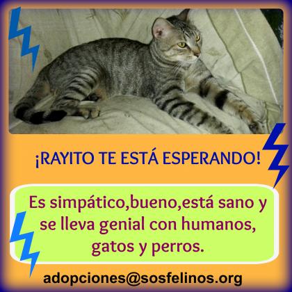 Maxcotea | Foto de Rayito - Gato, Raza: Gato común europeo | Rayito en adopción | Maxcotea, Adopción de mascotas. Adopción de perros. Adopción de gatos.
