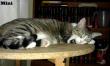 Maxcotea | Foto de Mini - Gato, Raza: Gato común europeo | Mini en adopción | Maxcotea, Adopción de mascotas. Adopción de perros. Adopción de gatos.