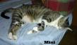 Maxcotea | Foto de Mini - Gato, Raza: Gato común europeo | Mini en adopción | Maxcotea, Adopción de mascotas. Adopción de perros. Adopción de gatos.
