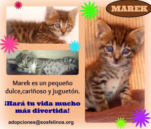 Maxcotea | Foto de Marek - Gato, Raza: Gato común europeo | Marek en adopción | Maxcotea, Adopción de mascotas. Adopción de perros. Adopción de gatos.