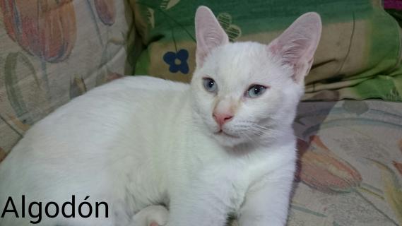 Maxcotea | Foto de Algodón - Gato, Raza: Gato común europeo | Maxcotea, Adopción de mascotas. Adopción de perros. Adopción de gatos.